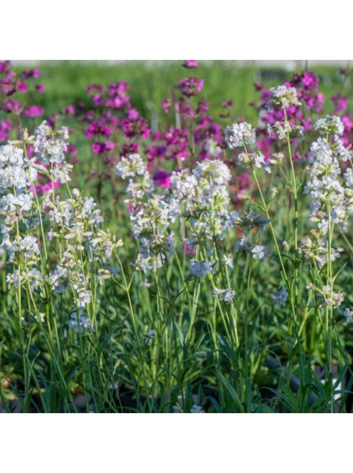 Enyves szurokszegfű / LYCHNIS viscaria Alba 'Schnee'
