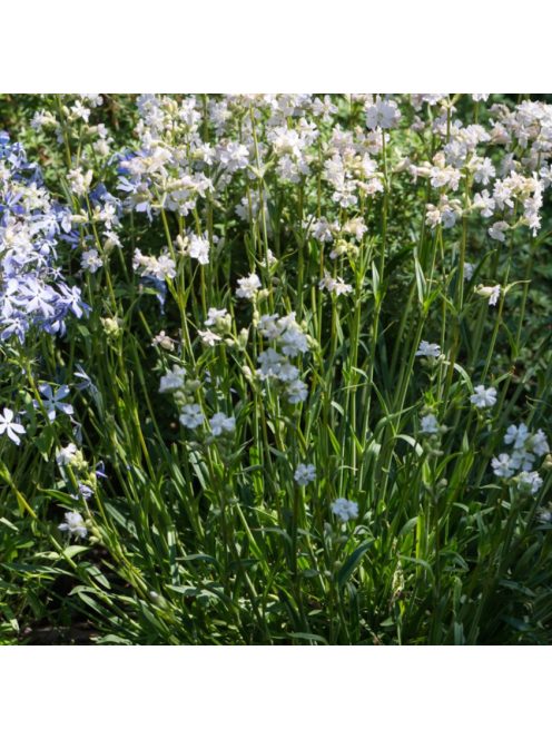 Enyves szurokszegfű / LYCHNIS viscaria Alba 'Schnee'