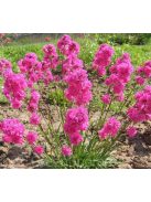 Enyves szurokszegfű / LYCHNIS viscaria splendens 'Feuer'