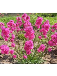   Enyves szurokszegfű / LYCHNIS viscaria splendens 'Feuer'