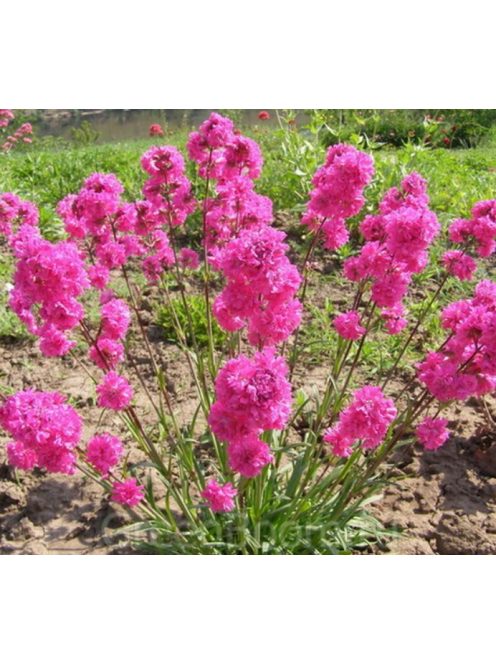 Enyves szurokszegfű / LYCHNIS viscaria splendens 'Feuer'