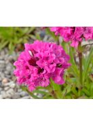 Enyves szurokszegfű / LYCHNIS viscaria splendens 'Feuer'
