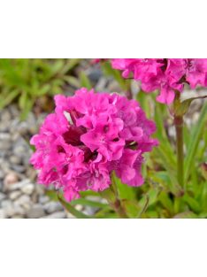   Enyves szurokszegfű / LYCHNIS viscaria splendens 'Feuer'