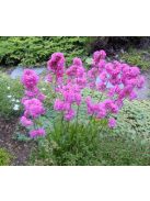 Enyves szurokszegfű / LYCHNIS viscaria splendens 'Feuer'
