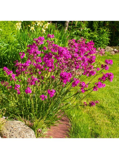 Enyves szurokszegfű / LYCHNIS viscaria splendens 'Feuer'