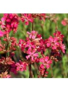 Enyves szurokszegfű / LYCHNIS viscaria splendens 'Feuer'