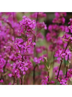 Enyves szurokszegfű / LYCHNIS viscaria ssp. atropurpurea