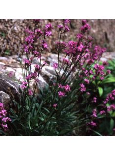 Enyves szurokszegfű / LYCHNIS viscaria ssp. atropurpurea