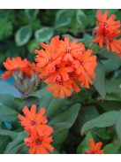 Kakukkszegfű / LYCHNIS x arkwrightii 'Vesuvius'