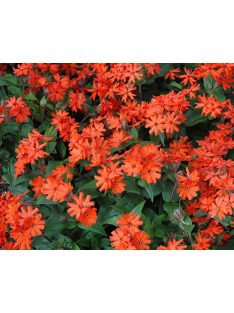 Kakukkszegfű / LYCHNIS x arkwrightii 'Vesuvius'