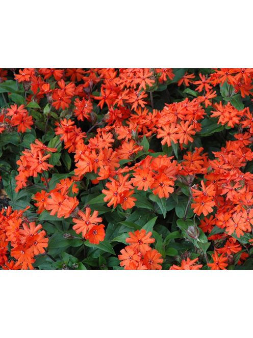 Kakukkszegfű / LYCHNIS x arkwrightii 'Vesuvius'