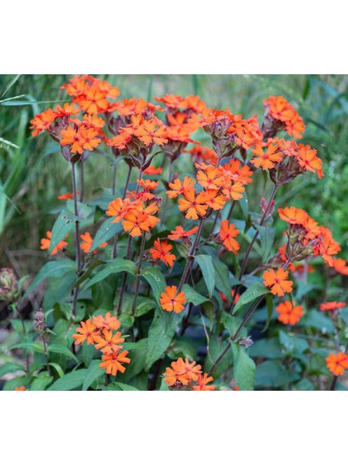 Kakukkszegfű / LYCHNIS x arkwrightii 'Vesuvius'