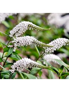 Hattyúnyakú lizinka / LYSIMACHIA clethroides