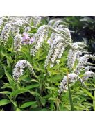 Hattyúnyakú lizinka / LYSIMACHIA clethroides