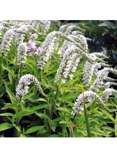 Hattyúnyakú lizinka / LYSIMACHIA clethroides