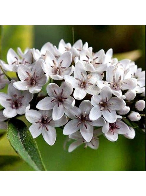 Hattyúnyakú lizinka / LYSIMACHIA clethroides