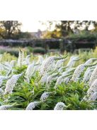Hattyúnyakú lizinka / LYSIMACHIA clethroides