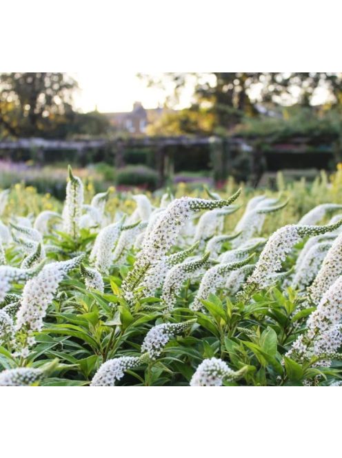 Hattyúnyakú lizinka / LYSIMACHIA clethroides