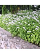 Hattyúnyakú lizinka / LYSIMACHIA clethroides