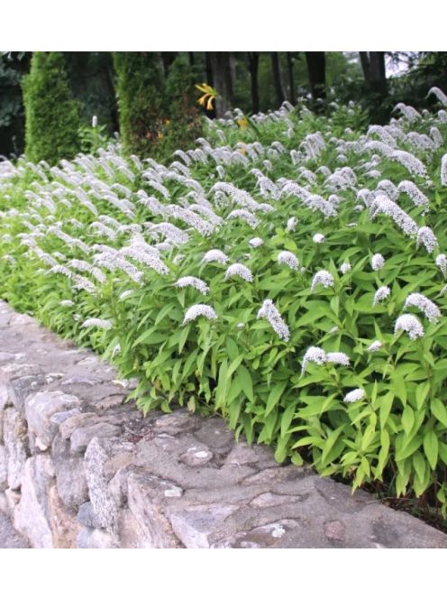 Hattyúnyakú lizinka / LYSIMACHIA clethroides