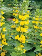 Pettyegetett lizinka / LYSIMACHIA punctata