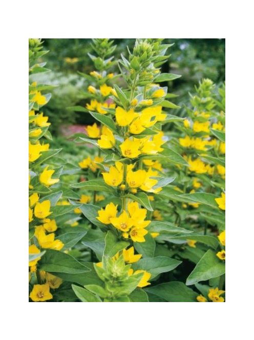 Pettyegetett lizinka / LYSIMACHIA punctata