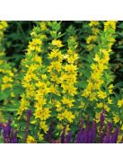 Pettyegetett lizinka / LYSIMACHIA punctata