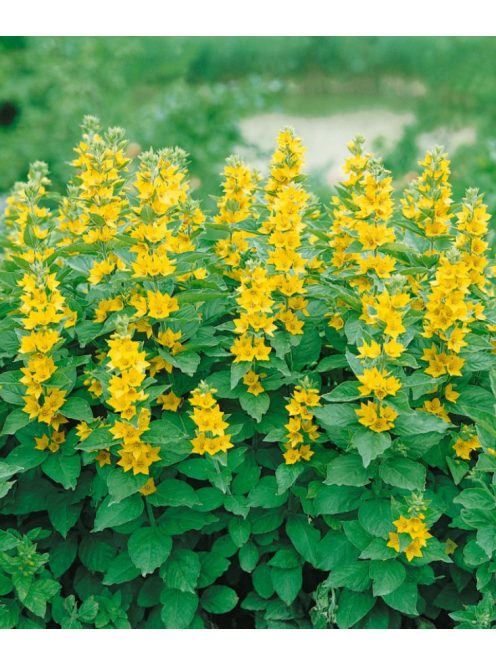 Pettyegetett lizinka / LYSIMACHIA punctata