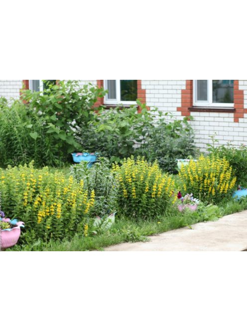Pettyegetett lizinka / LYSIMACHIA punctata