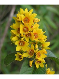 Közönséges lizinka / LYSIMACHIA vulgaris