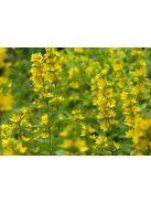 Közönséges lizinka / LYSIMACHIA vulgaris