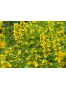 Közönséges lizinka / LYSIMACHIA vulgaris