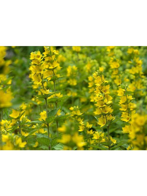 Közönséges lizinka / LYSIMACHIA vulgaris