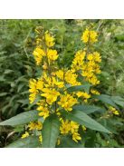 Közönséges lizinka / LYSIMACHIA vulgaris
