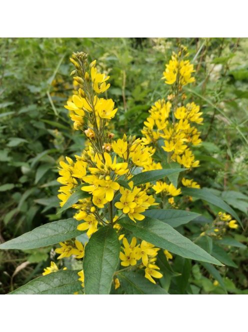 Közönséges lizinka / LYSIMACHIA vulgaris