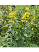 Közönséges lizinka / LYSIMACHIA vulgaris