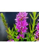 Réti füzény / LYTHRUM salicaria