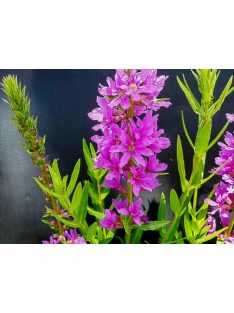 Réti füzény / LYTHRUM salicaria