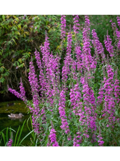 Réti füzény / LYTHRUM salicaria
