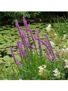 Réti füzény / LYTHRUM salicaria