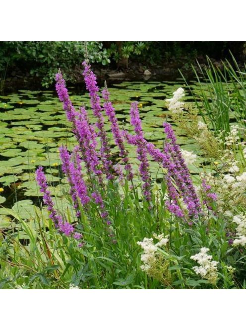 Réti füzény / LYTHRUM salicaria