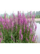 Réti füzény / LYTHRUM salicaria