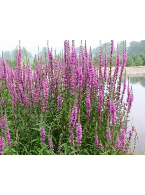 Réti füzény / LYTHRUM salicaria