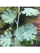 Mákkóró / MACLEAYA microcarpa