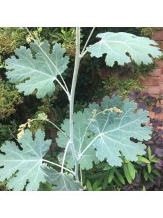Mákkóró / MACLEAYA microcarpa