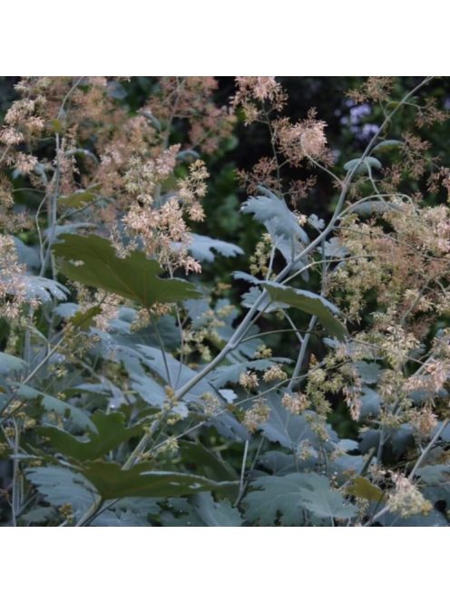 Mákkóró / MACLEAYA microcarpa