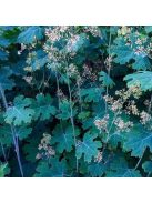 Mákkóró / MACLEAYA microcarpa