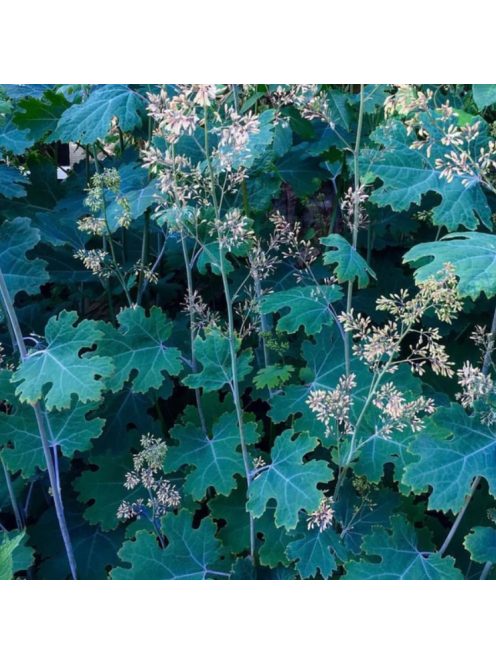 Mákkóró / MACLEAYA microcarpa