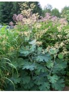 Mákkóró / MACLEAYA microcarpa