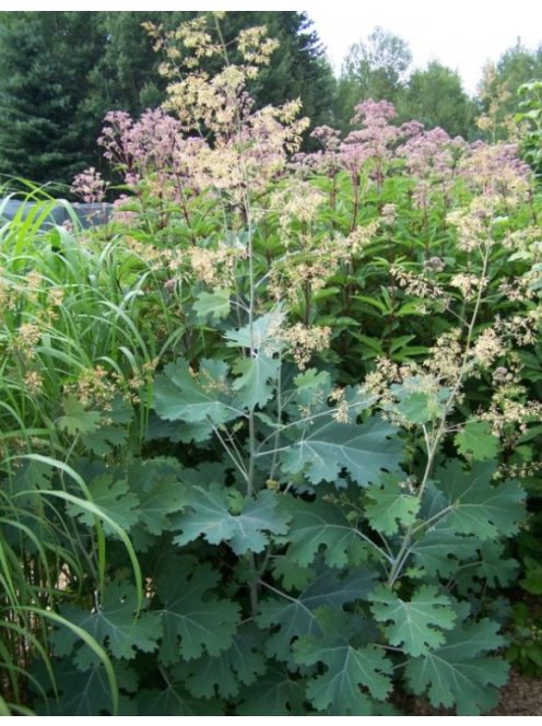 Mákkóró / MACLEAYA microcarpa